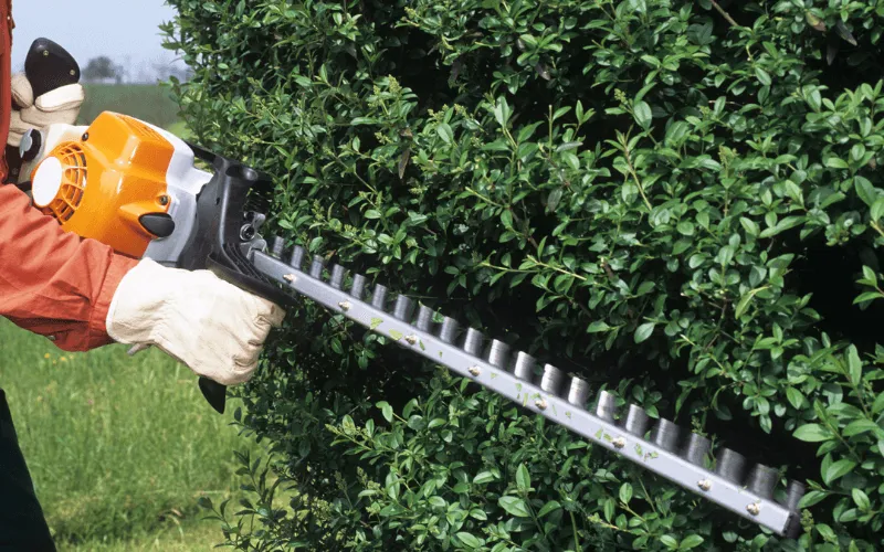 shrub-trimming