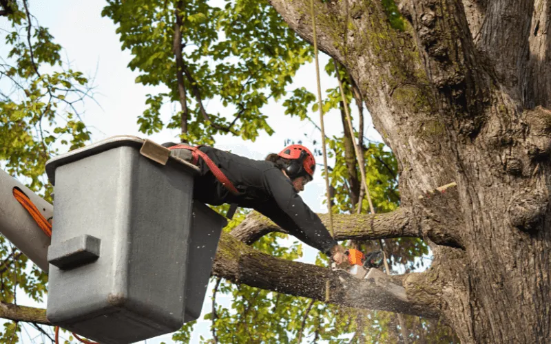 tree-pruning